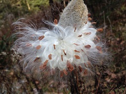 milkweed seed